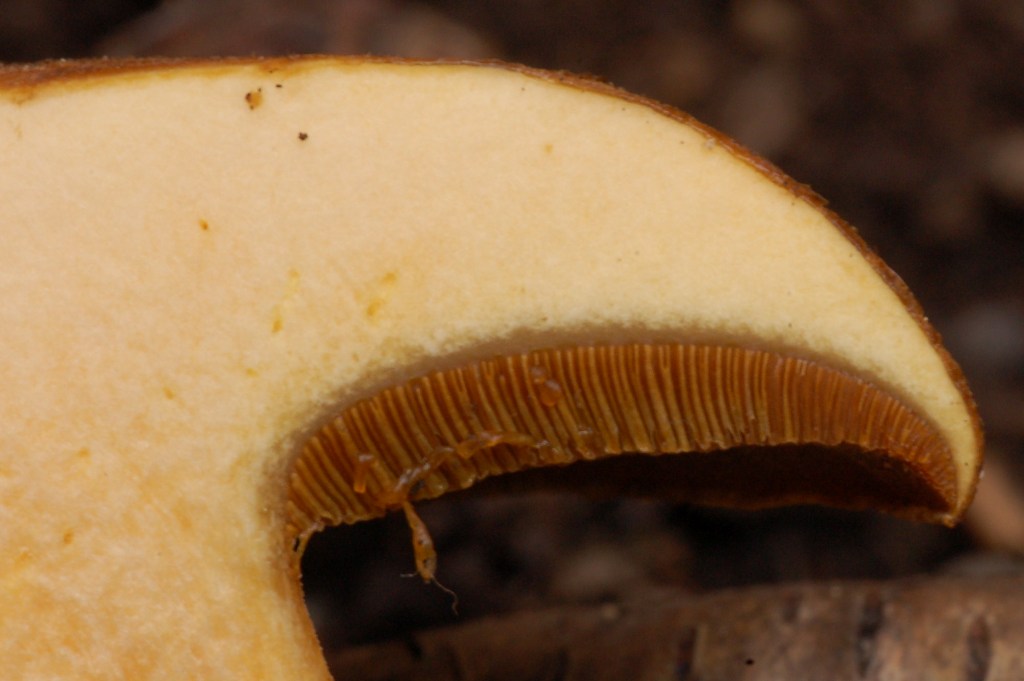 Suillus variegatus